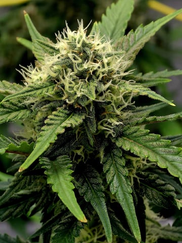 (4)autos  — flower, day 62