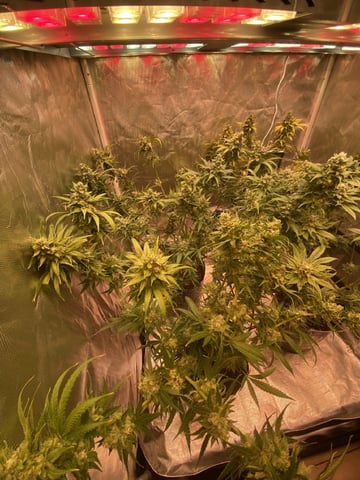 75x60  x 4 Gens — flower, day 72