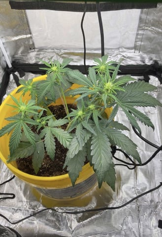 Wedding Cake Auto — vegetative, day 16