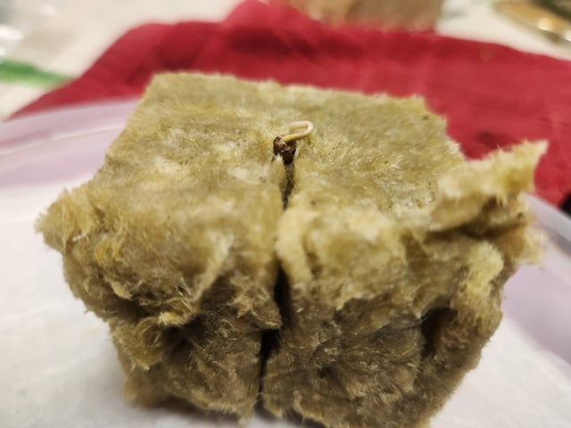 Sour Diesel (started Aug 30th 2025) — germination, day 4