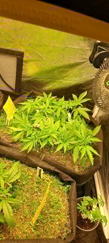 First Grow with the new setup  — vegetative, day 49