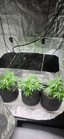 Attack Of The Clones — vegetative, day 13