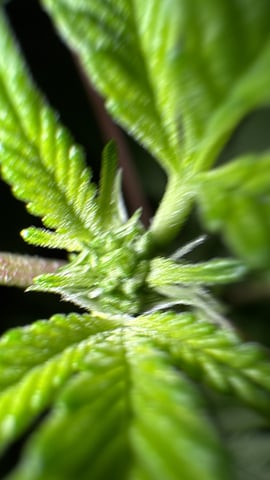 OG Kush — flower, day 60