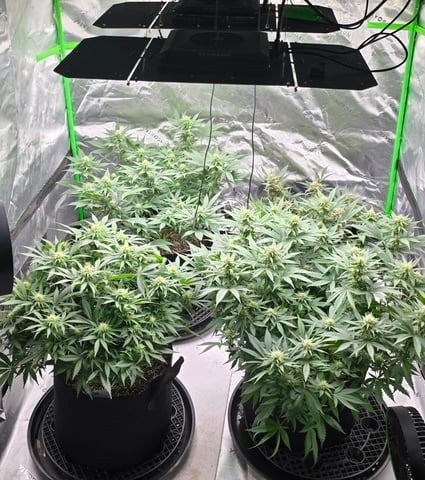 First grow - LCG(seed), GG#4(seed [possibly gorilla cookies]), Jack Hearer(clone) — flower, day 91