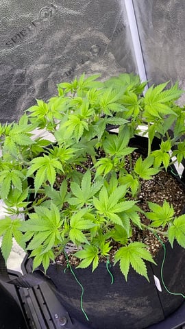 1st Ever Grow (GodFather OG) (Coco) — vegetative, day 57