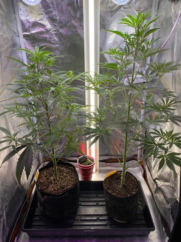 widows’ mimosa f1 — flower, day 56