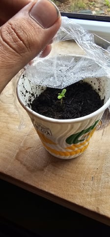 Purple Haze Autoflower — seedling_rooting, day 6