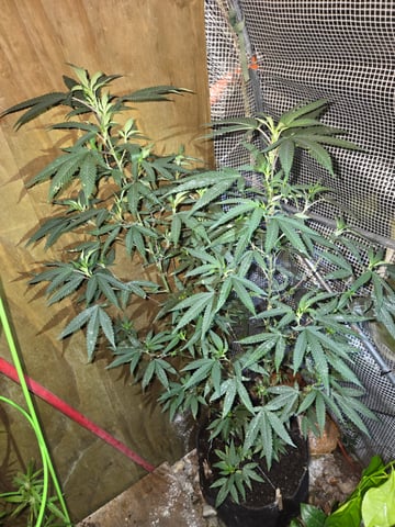 Trial Grow