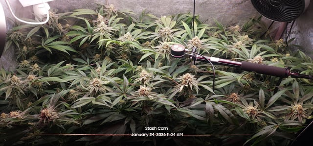 Punch Mints Female Pheno #2 Clone(s) — flower, day 291
