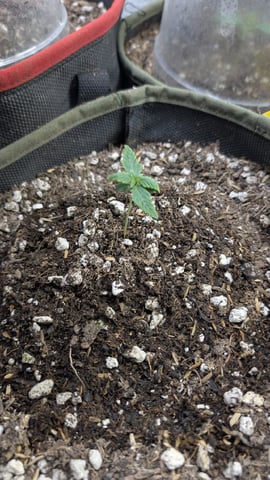 August Grow — seedling_rooting, day 8