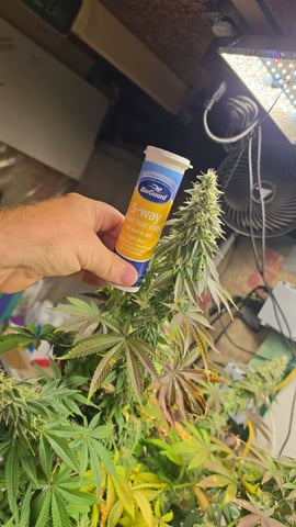 2nd Grow Sesh — flower, day 97