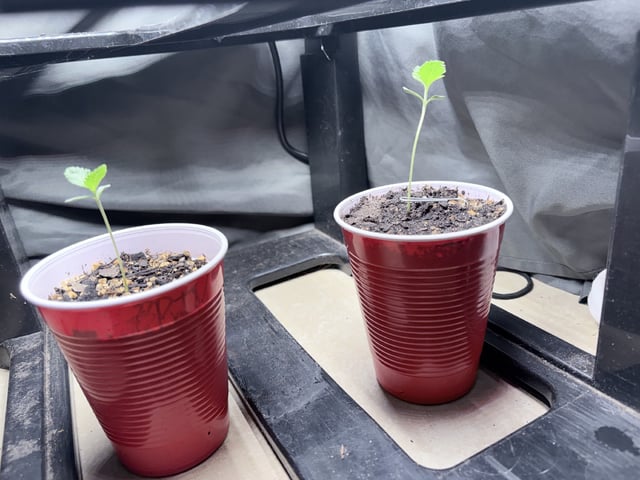 New LADIEZZ — seedling_rooting, day 11
