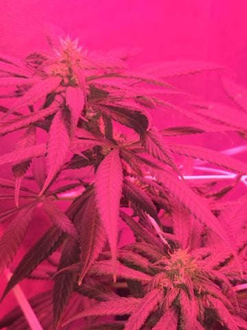 first grow second plant  — flower, day 82