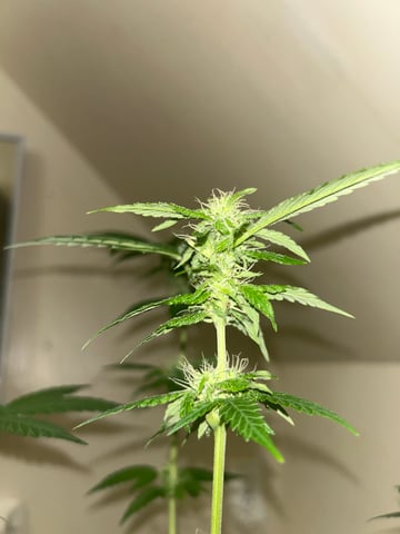 PeanutButter Cookies