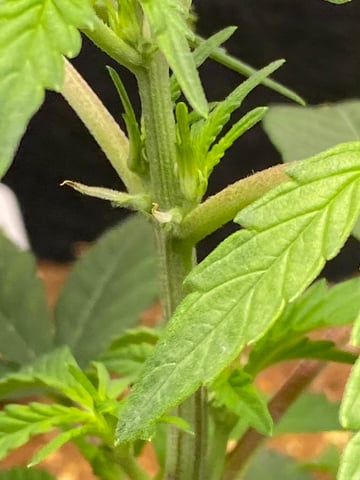 LiLBruh Cannabis — seedling_rooting, day 17