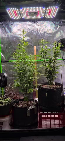 Here We Grow... — flower, day 71