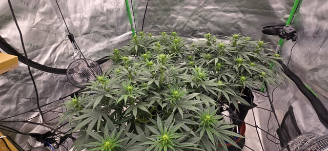 Smooth Nuggies (the future #1 & Pruple widow ) — flower, day 10