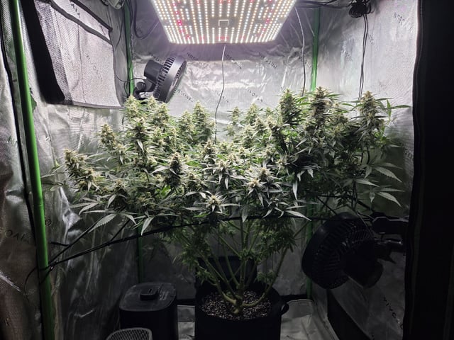 First Grow!!! — flower, day 19