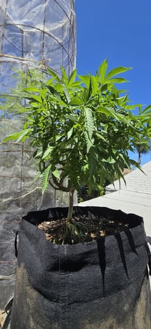 CzechsMex 2.0 — vegetative, day 173