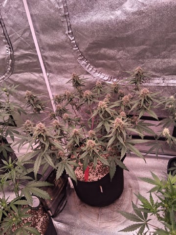 TEAM FULL AUTOS — flower, day 51