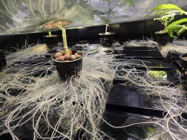 Oceanz 16 — vegetative, day 89