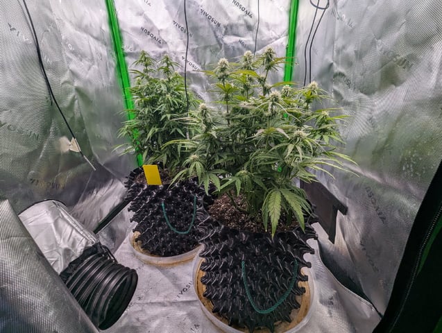 Titan F1 grow  — flower, day 53