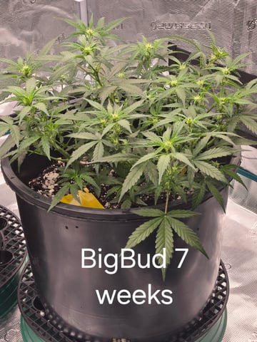 1st grow — flower, day 33