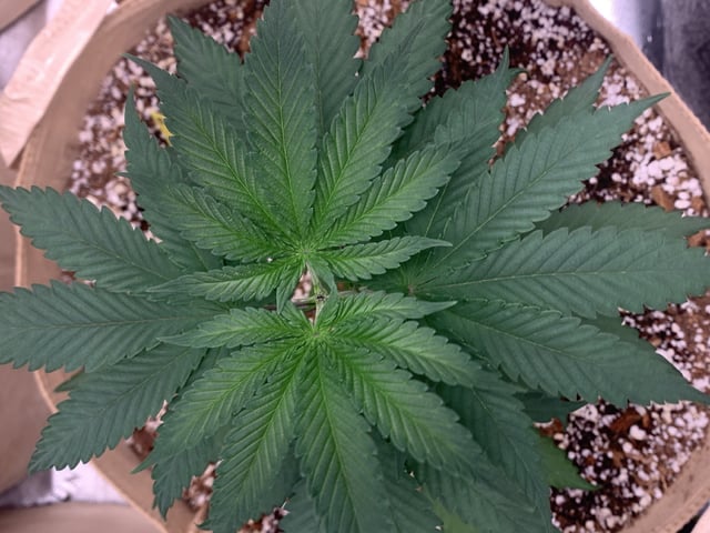 Papaya Frosting  — vegetative, day 38