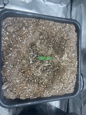 Jelly Donutz Auto And Pineapple OG Auto — seedling_rooting, day 6