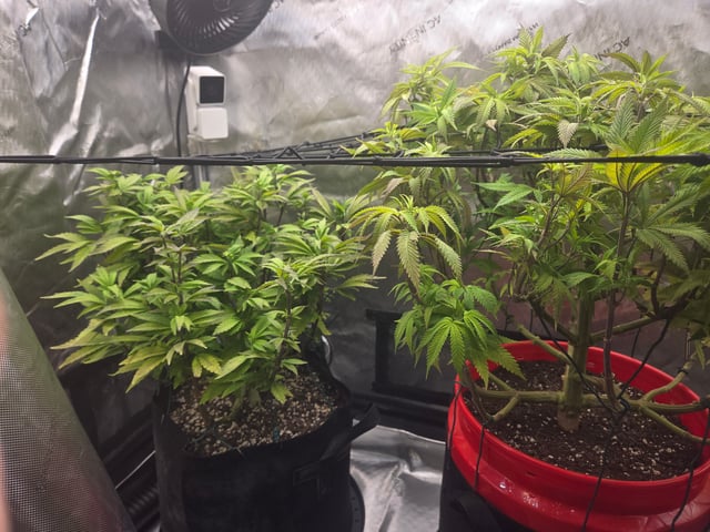 First Grow — vegetative, day 43