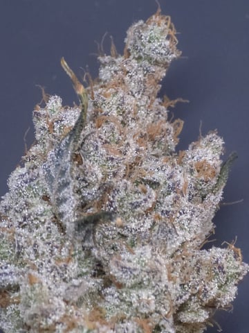 Hydroponic Photos — harvest, day 103