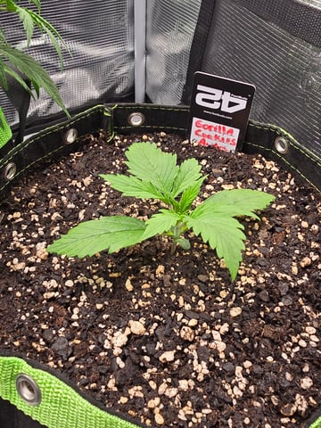 Gorilla Cookies auto  — vegetative, day 11