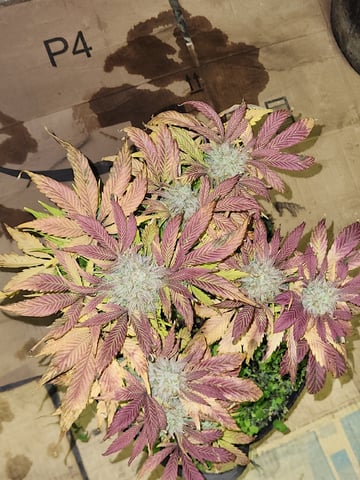 Mephisto's Flava Flav (Grape Crush x Guava Fig)