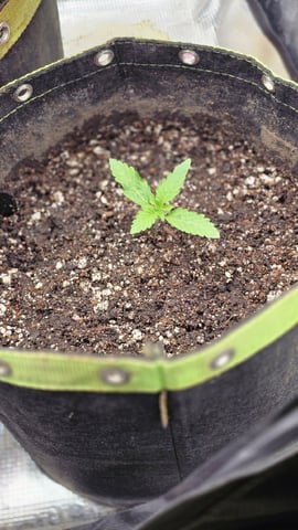 Blueberry Swirl — vegetative, day 8