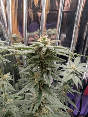 B E A utiful  — flower, day 107