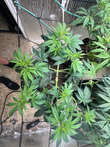 trying some bag seeds — flower, day 41