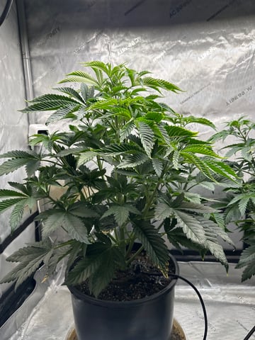 White Russian — vegetative, day 40