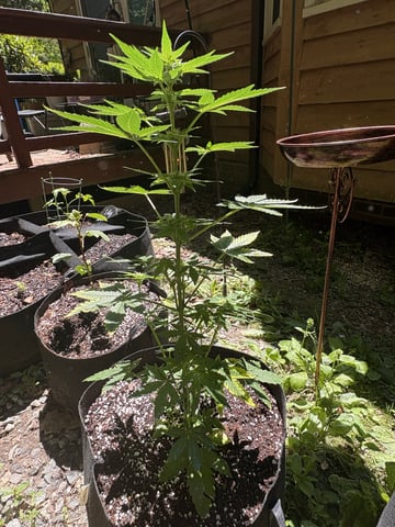 Rc Exotics — flower, day 52