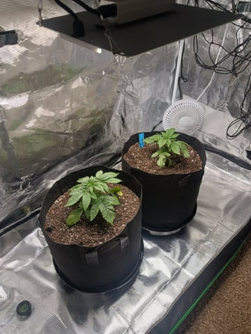 4th Grow — vegetative, day 1