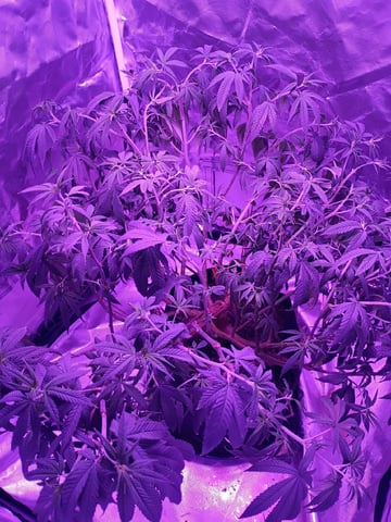 Purple Plum Perfect 💜 & 2 Grape Runtz 🍇 Mainlining garden.  — vegetative, day 151