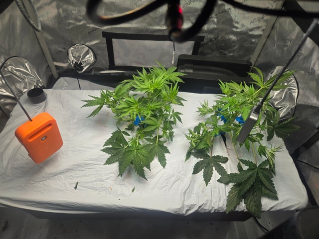 White rhino — vegetative, day 26