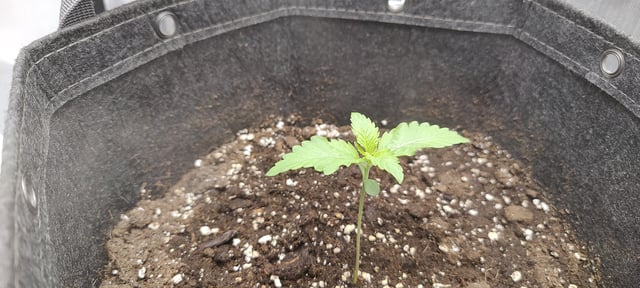 Auto OG Cush — seedling_rooting, day 8