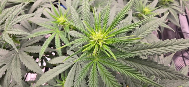 Smooth Nuggies (the future #1 & Pruple widow ) — flower, day 7