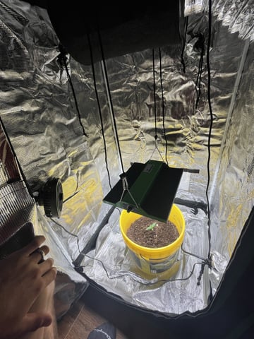Wedding Cake Auto — seedling_rooting, day 2