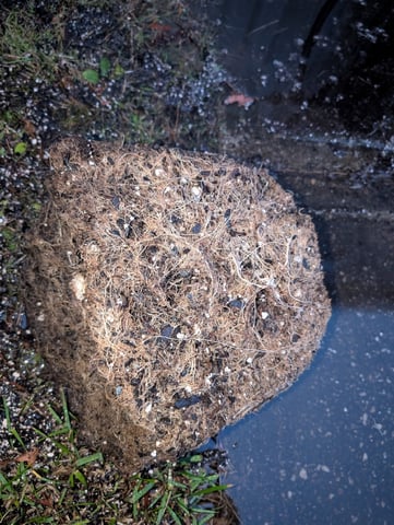 Golden Goat — flower, day 45