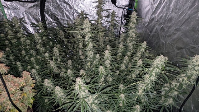 Strawberry Cheesecake Seedsman Seeds Autoflowers x2 — flower, day 68
