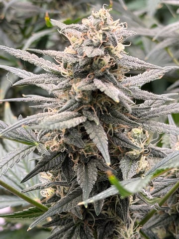 Witches Brew Autoflower by Dream Beans — flower, day 11