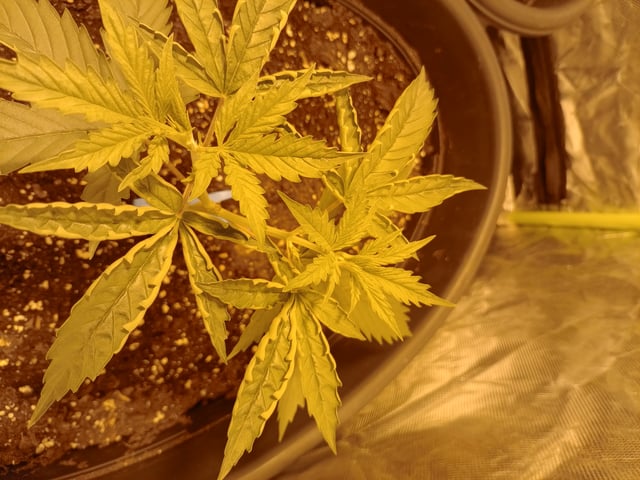 mr — vegetative, day 28