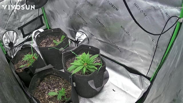 B.P, E.G, B.F, Chama! — seedling_rooting, day 29