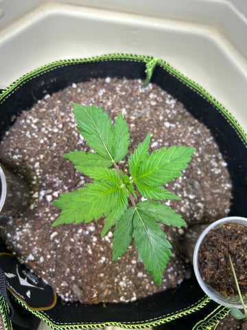 12 assed raven — vegetative, day 28